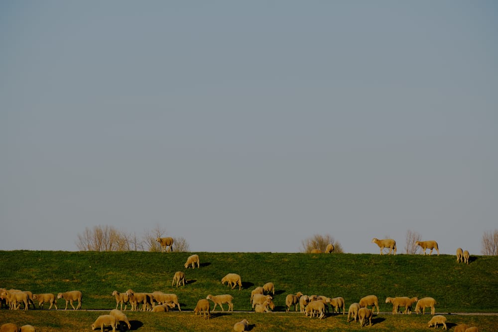 |\ Schafe\ in\ Grieth\ mit\ dem\ FUJIFILM\ XF55-200mm\ f3.5-4.8\ fotografieren