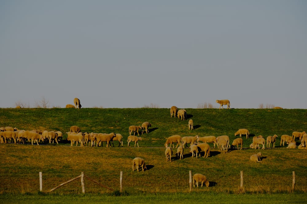 |\ Schafe\ in\ Grieth\ mit\ dem\ FUJIFILM\ XF55-200mm\ f3.5-4.8\ fotografieren