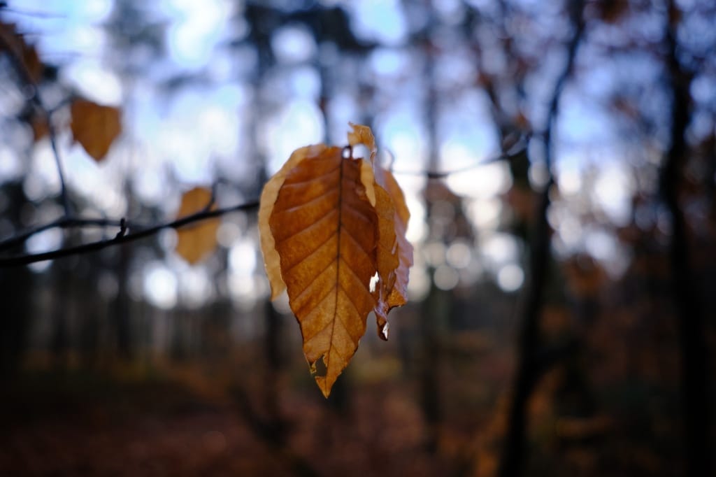 +\ \ |\ Wander\ dir\ den\ Kopf\ frei!\ Wanderbericht\ aus’m\ Uedemer\ Hochwald.