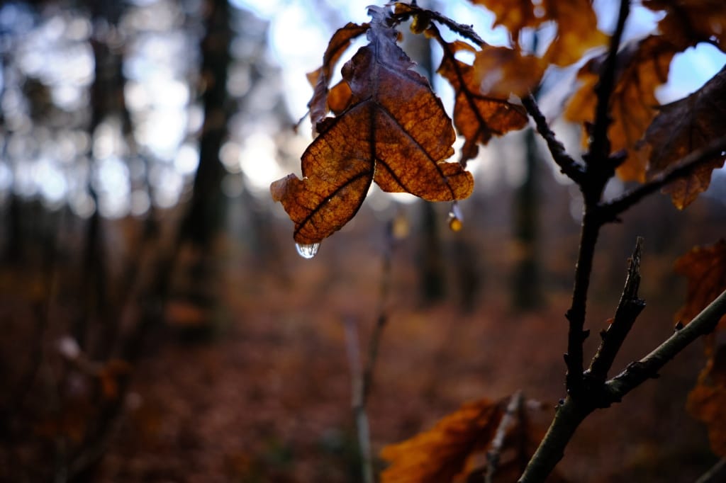 +\ \ |\ Wander\ dir\ den\ Kopf\ frei!\ Wanderbericht\ aus’m\ Uedemer\ Hochwald.