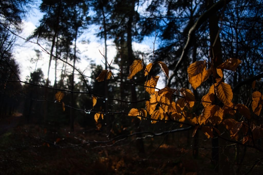 +\ \ |\ Wander\ dir\ den\ Kopf\ frei!\ Wanderbericht\ aus’m\ Uedemer\ Hochwald.