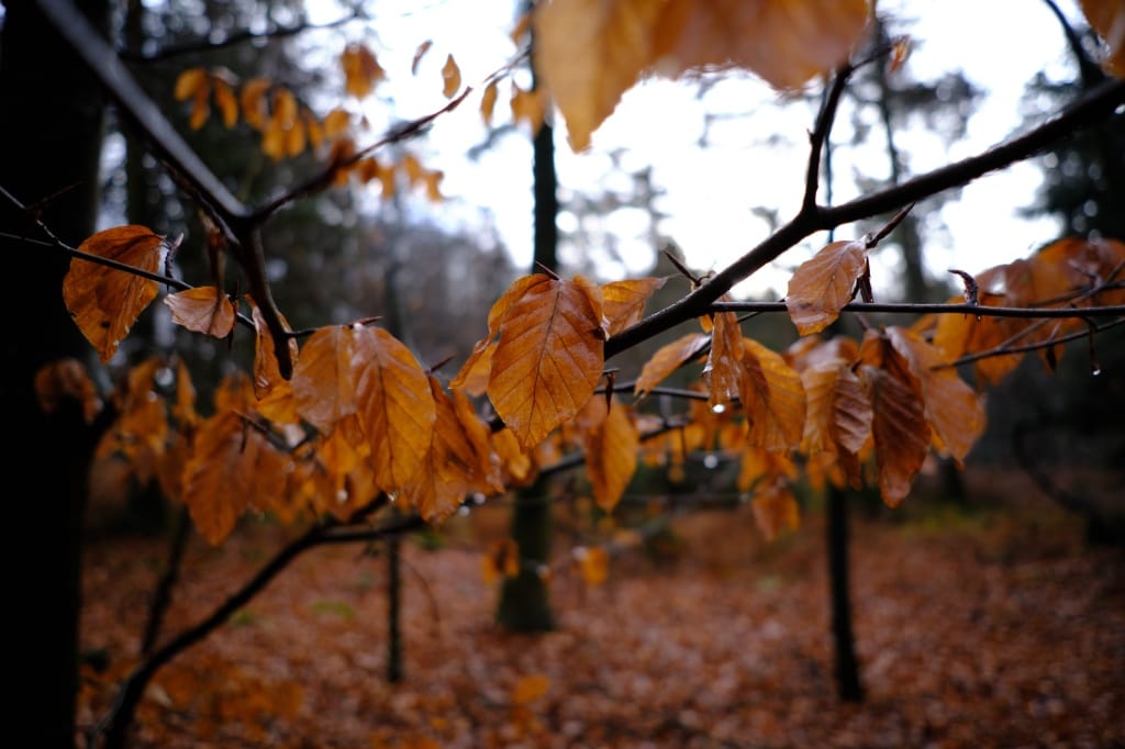 +\ \ |\ Wander\ dir\ den\ Kopf\ frei!\ Wanderbericht\ aus’m\ Uedemer\ Hochwald.