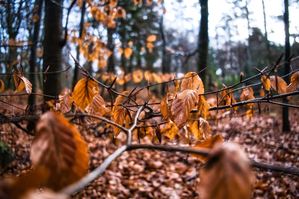 +\ \ |\ Wander\ dir\ den\ Kopf\ frei!\ Wanderbericht\ aus’m\ Uedemer\ Hochwald.