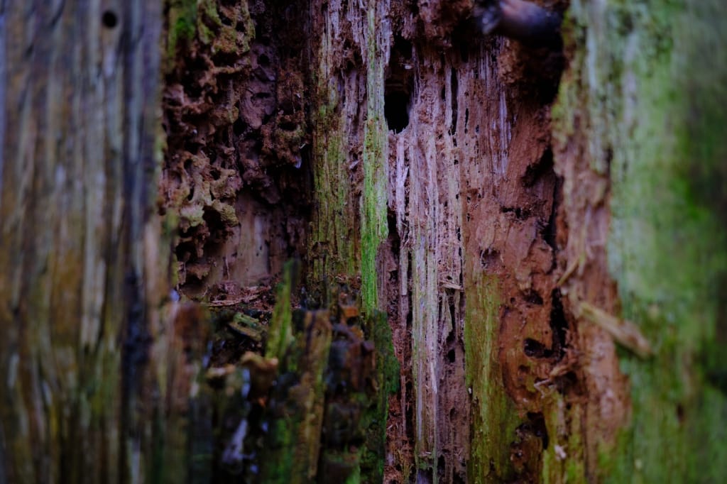 +\ \ |\ Wander\ dir\ den\ Kopf\ frei!\ Wanderbericht\ aus’m\ Uedemer\ Hochwald.