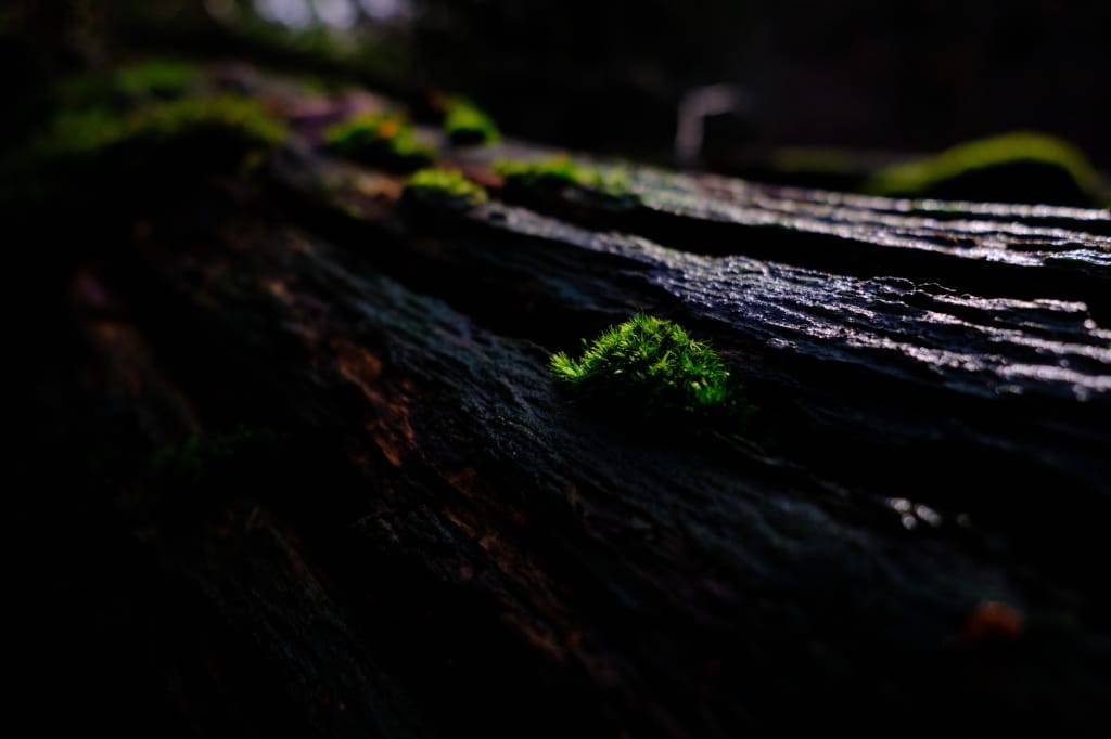 +\ \ |\ Wander\ dir\ den\ Kopf\ frei!\ Wanderbericht\ aus’m\ Uedemer\ Hochwald.