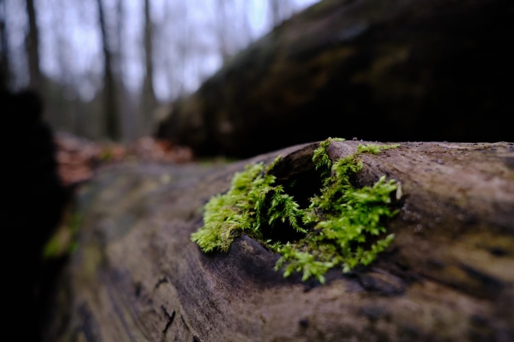 +\ \ |\ Wander\ dir\ den\ Kopf\ frei!\ Wanderbericht\ aus’m\ Uedemer\ Hochwald.