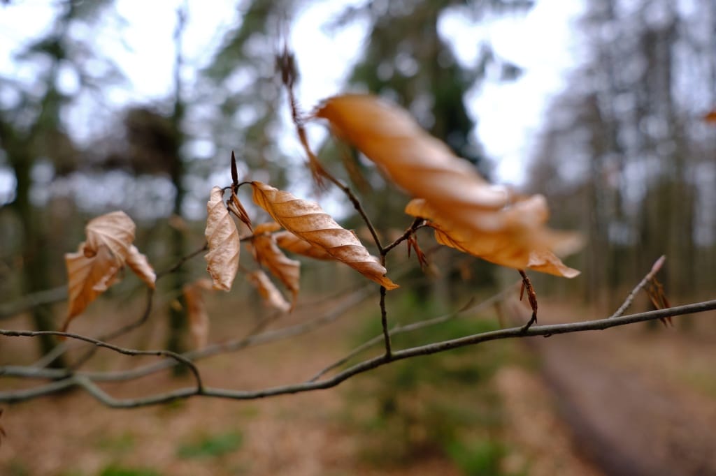 +\ \ |\ Wander\ dir\ den\ Kopf\ frei!\ Wanderbericht\ aus’m\ Uedemer\ Hochwald.