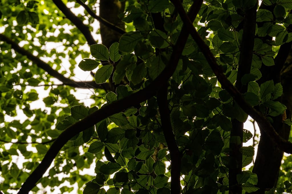 +\ \ |\ Wander\ dir\ den\ Kopf\ frei!\ Wanderbericht\ aus’m\ Uedemer\ Hochwald.
