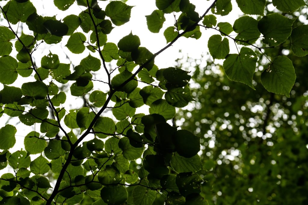 +\ \ |\ Wander\ dir\ den\ Kopf\ frei!\ Wanderbericht\ aus’m\ Uedemer\ Hochwald.