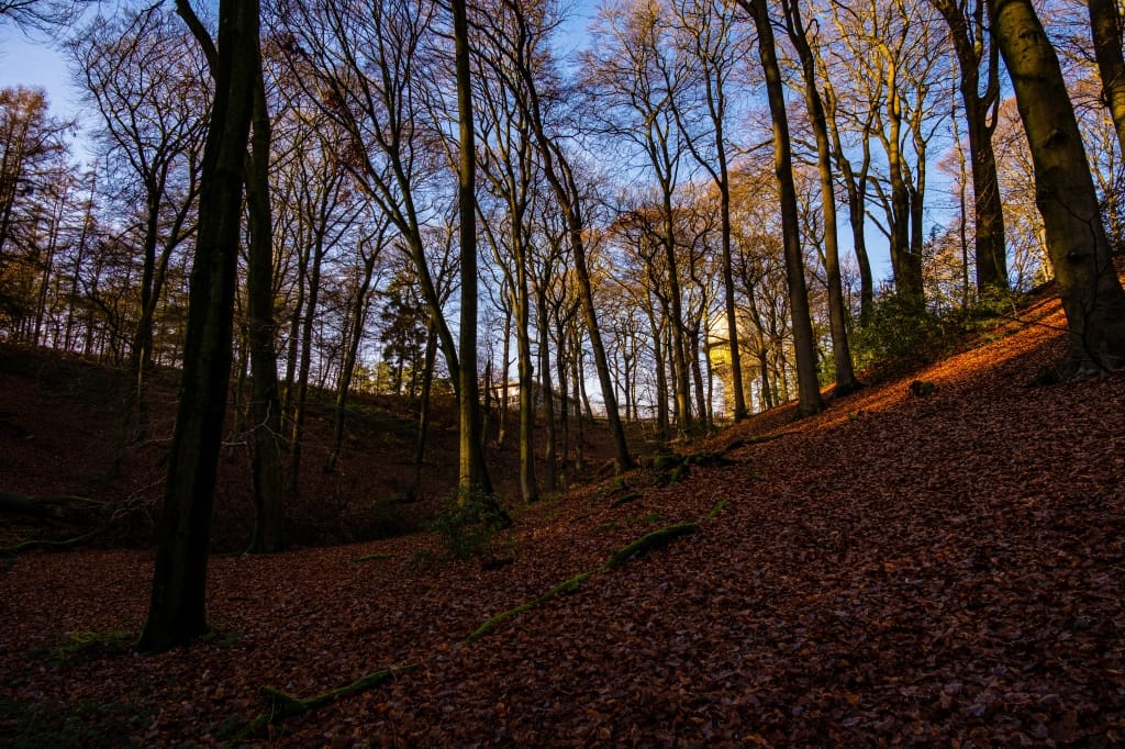 +\ \ |\ Wander\ dir\ den\ Kopf\ frei!\ Wanderbericht\ aus’m\ Uedemer\ Hochwald.