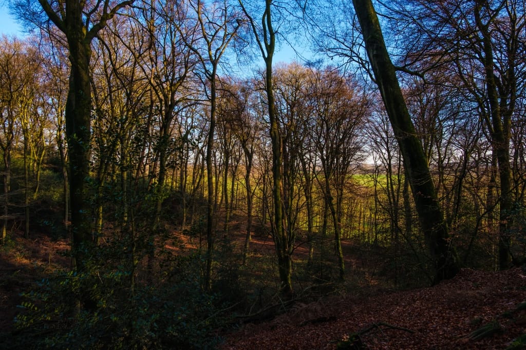 +\ \ |\ Wander\ dir\ den\ Kopf\ frei!\ Wanderbericht\ aus’m\ Uedemer\ Hochwald.