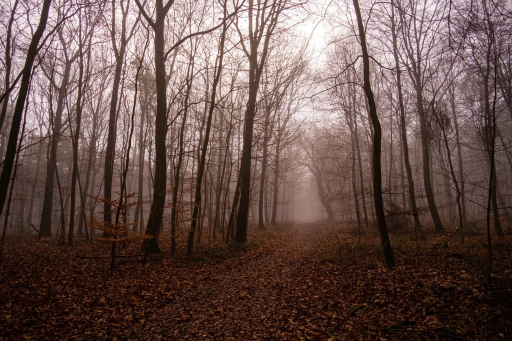 +\ \ |\ Wander\ dir\ den\ Kopf\ frei!\ Wanderbericht\ aus’m\ Uedemer\ Hochwald.