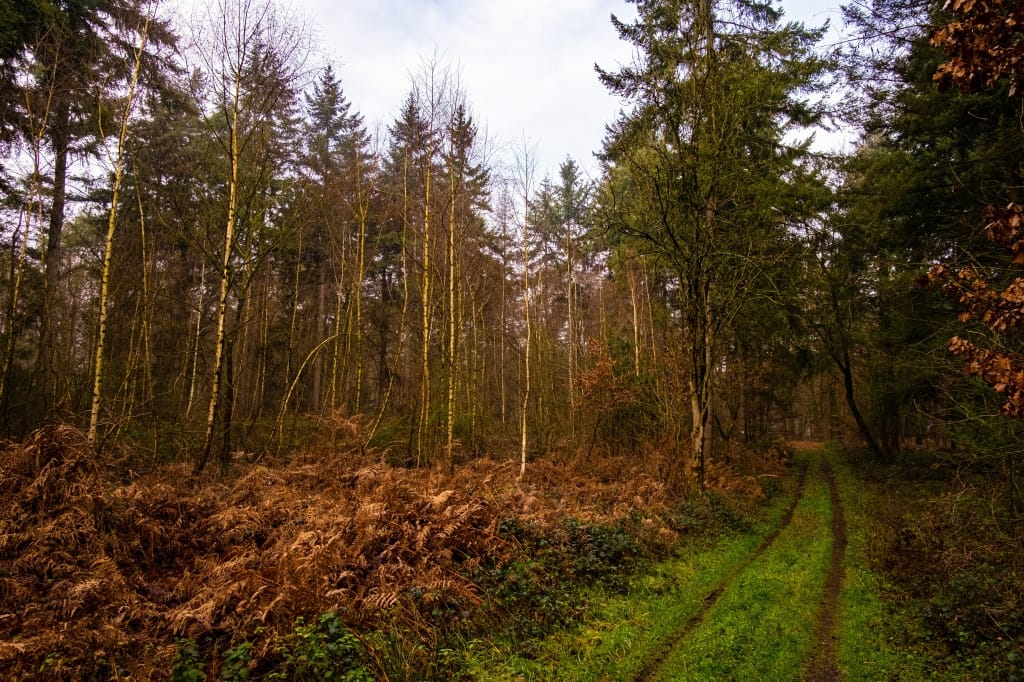 +\ \ |\ Wander\ dir\ den\ Kopf\ frei!\ Wanderbericht\ aus’m\ Uedemer\ Hochwald.