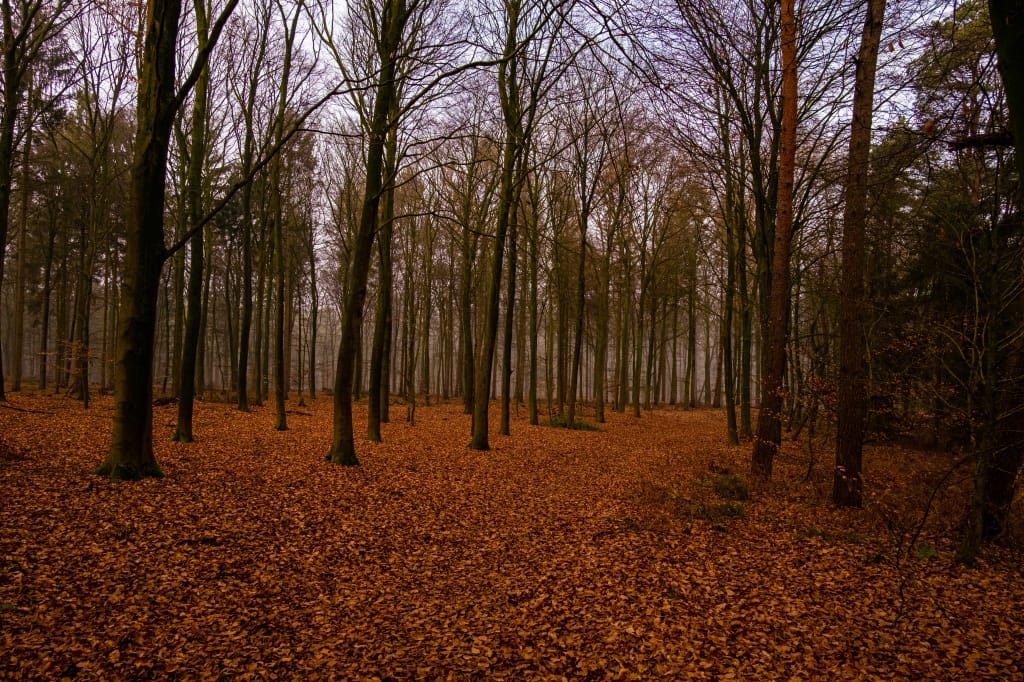 +\ \ |\ Wander\ dir\ den\ Kopf\ frei!\ Wanderbericht\ aus’m\ Uedemer\ Hochwald.