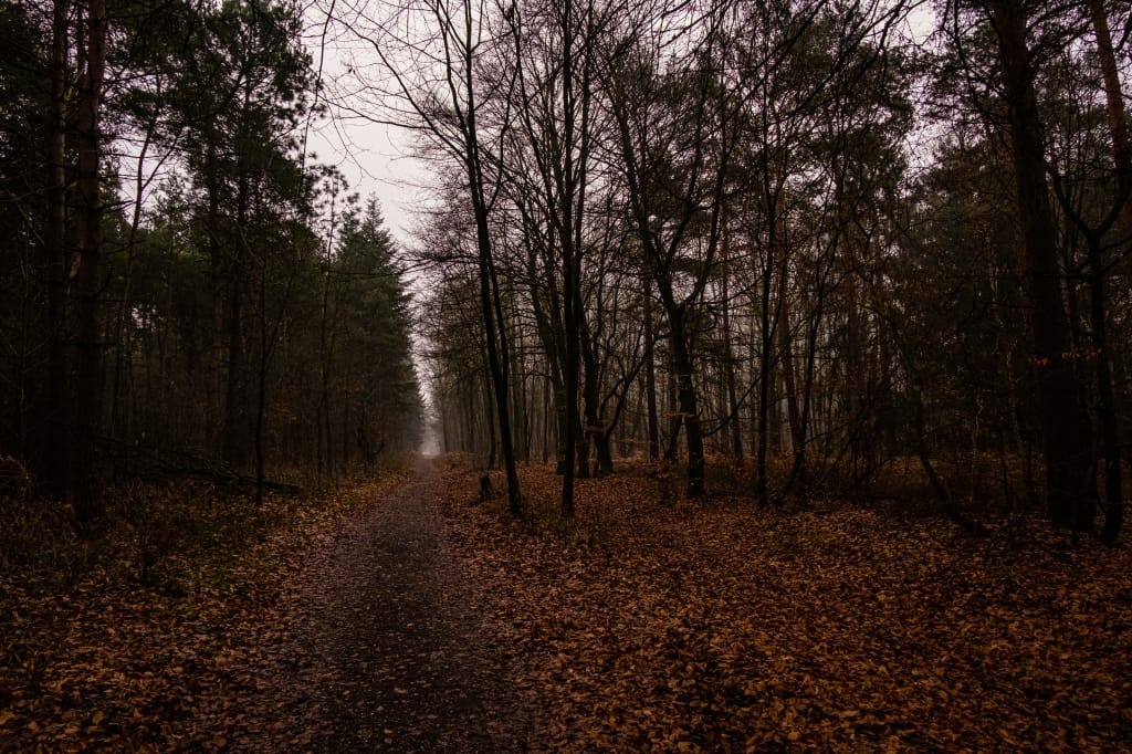 +\ \ |\ Wander\ dir\ den\ Kopf\ frei!\ Wanderbericht\ aus’m\ Uedemer\ Hochwald.