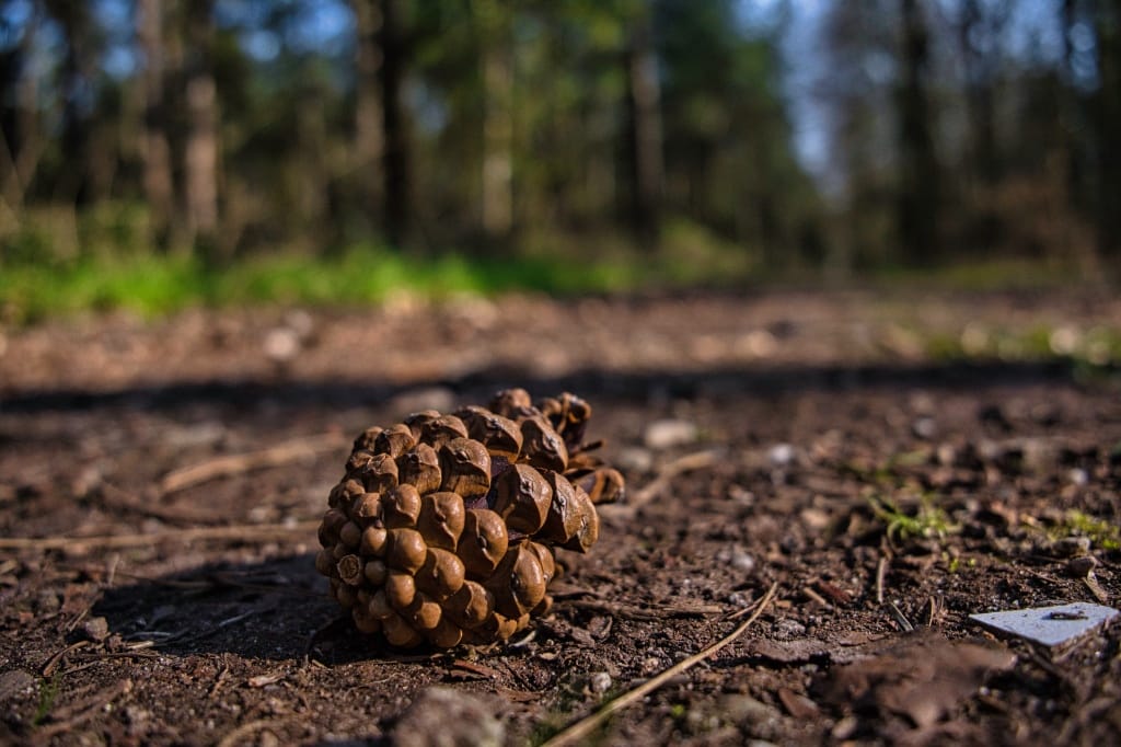 +\ \ |\ Wander\ dir\ den\ Kopf\ frei!\ Wanderbericht\ aus’m\ Uedemer\ Hochwald.