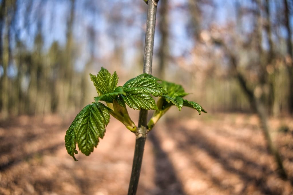 +\ \ |\ Wander\ dir\ den\ Kopf\ frei!\ Wanderbericht\ aus’m\ Uedemer\ Hochwald.