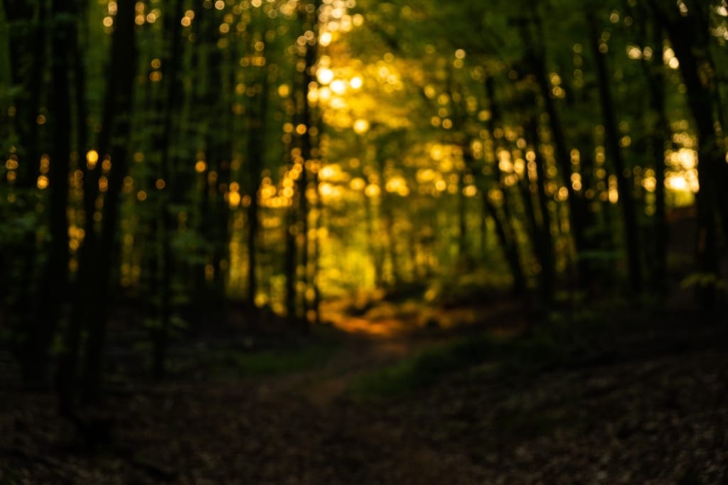 +\ \ |\ Wander\ dir\ den\ Kopf\ frei!\ Wanderbericht\ aus’m\ Uedemer\ Hochwald.
