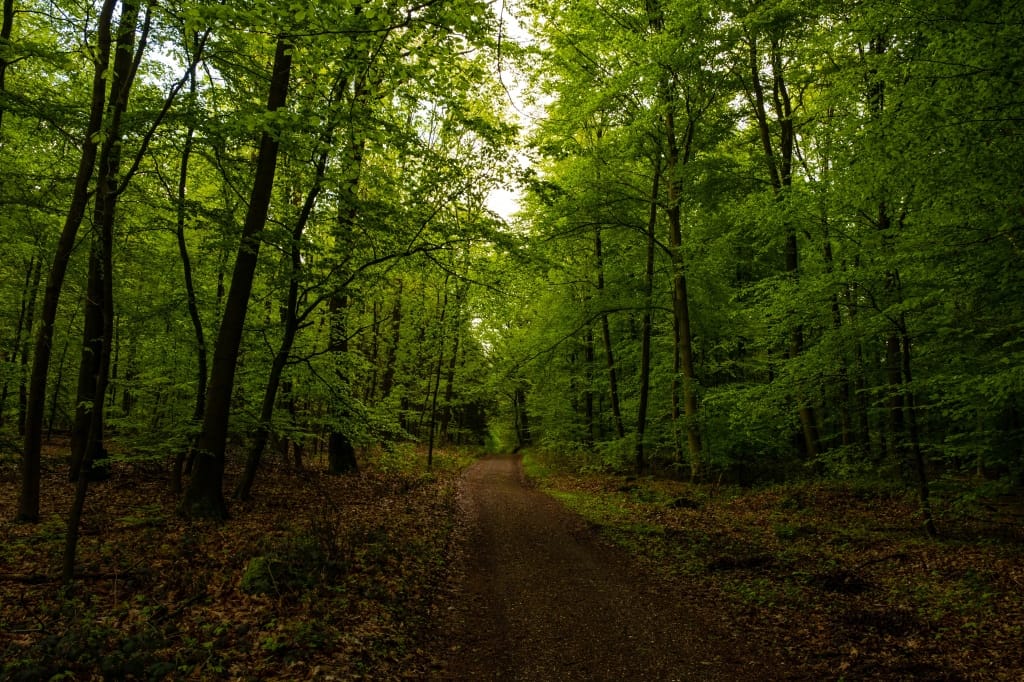 +\ \ |\ Wander\ dir\ den\ Kopf\ frei!\ Wanderbericht\ aus’m\ Uedemer\ Hochwald.