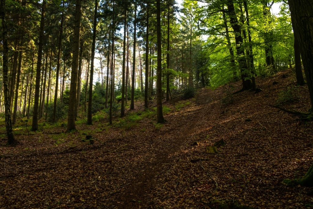 +\ \ |\ Wander\ dir\ den\ Kopf\ frei!\ Wanderbericht\ aus’m\ Uedemer\ Hochwald.