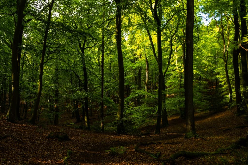 +\ \ |\ Wander\ dir\ den\ Kopf\ frei!\ Wanderbericht\ aus’m\ Uedemer\ Hochwald.