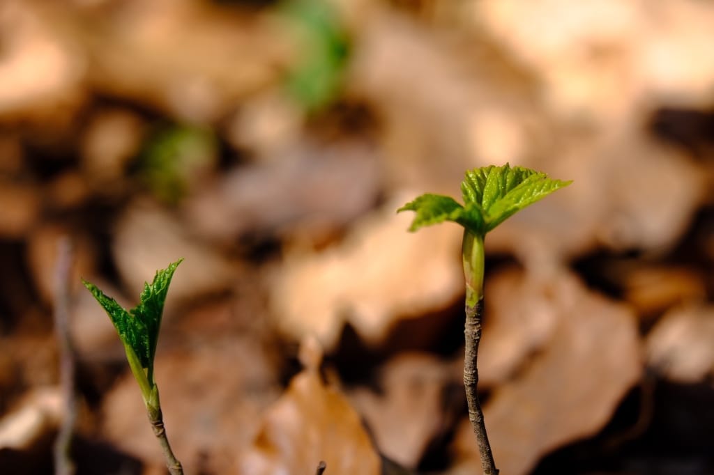 +\ \ |\ Wander\ dir\ den\ Kopf\ frei!\ Wanderbericht\ aus’m\ Uedemer\ Hochwald.