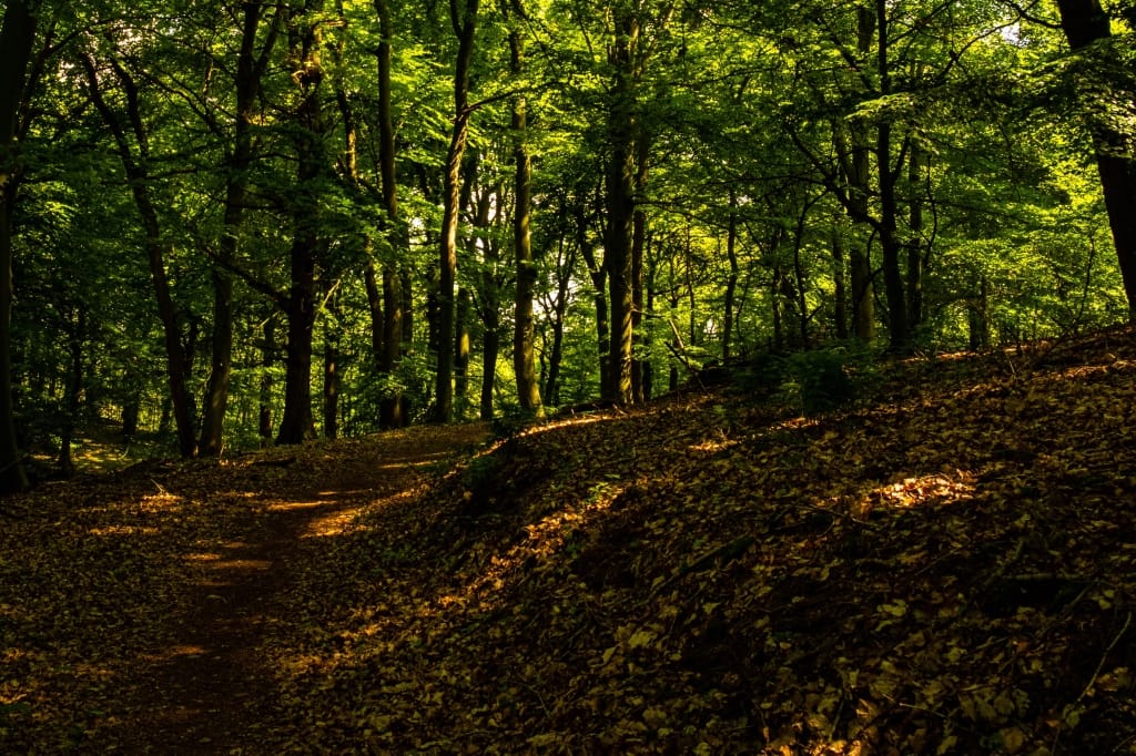 +\ \ |\ Wander\ dir\ den\ Kopf\ frei!\ Wanderbericht\ aus’m\ Uedemer\ Hochwald.