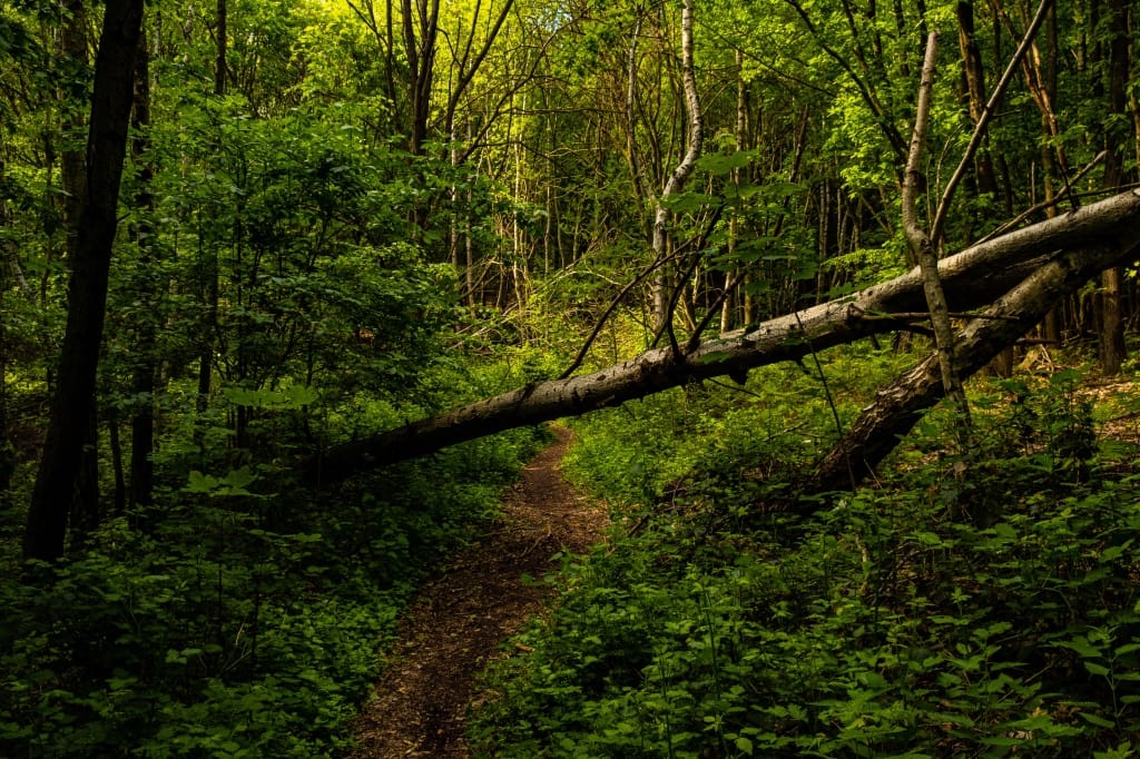 +\ \ |\ Wander\ dir\ den\ Kopf\ frei!\ Wanderbericht\ aus’m\ Uedemer\ Hochwald.