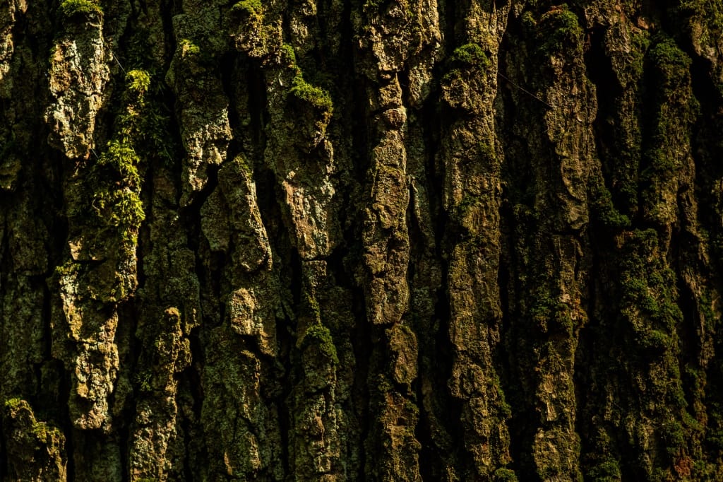 +\ \ |\ Wander\ dir\ den\ Kopf\ frei!\ Wanderbericht\ aus’m\ Uedemer\ Hochwald.