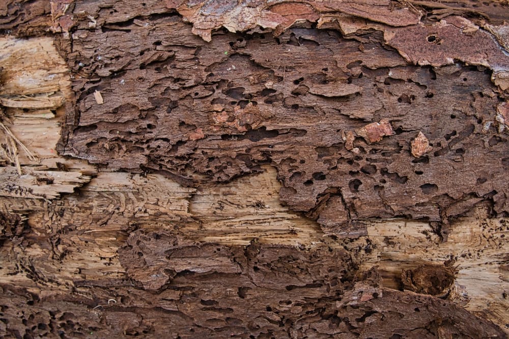 |\ Wie\ der\ Borkenkäfer\ die\ Bäume\ quält