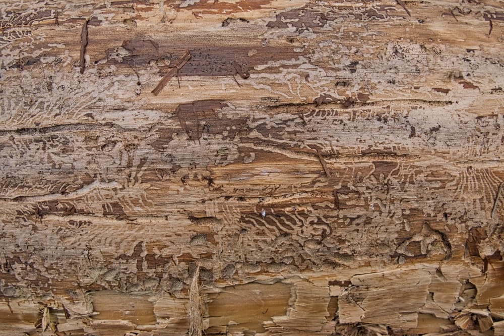 |\ Wie\ der\ Borkenkäfer\ die\ Bäume\ quält