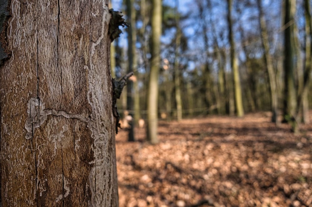 |\ Wie\ der\ Borkenkäfer\ die\ Bäume\ quält